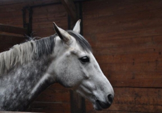  Caballo del club de caballería de Bretle 